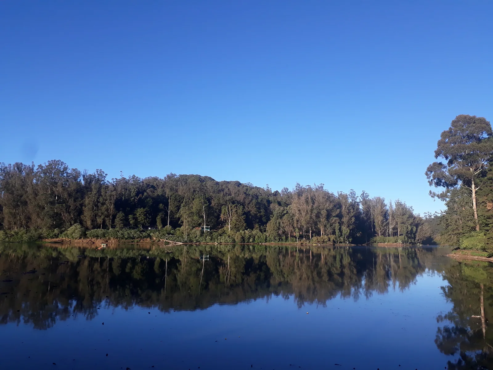 A still tree-lined lake in Ooty beneath a clear blue sky